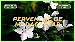 La Pervenche de Madagascar vegetosphere vinca vivaces vincaflower [upl. by Margreta]