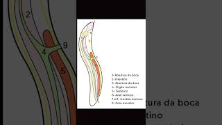 trabalho sobre nematelmintos [upl. by Temirf595]