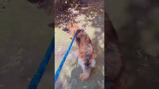 German Shepherd double coated barking sound🔥😎trendingshorts aggressive 2k24✨ [upl. by Sanbo]