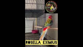 Rosella eximius aviario aves [upl. by Dorrej]