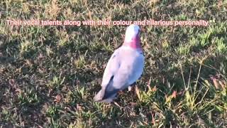 Galah Bird paghahandog awit [upl. by Lacagnia107]