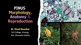 Pinus Morphology Anatomy amp Reproduction by Dr V D Devarkar [upl. by Gundry]