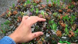 Rhododendron Ramapo Bonsai Preparation Part I Pruningmp4 [upl. by Kevan]