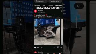 SAVESAVEAFOX saveafox [upl. by Soule]