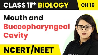 Mouth and Buccopharyngeal Cavity  Digestion and Absorption  Class 11 Biology [upl. by Siramaj]