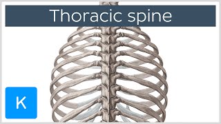 Thoracic Spine  Definition amp Components  Human Anatomy  Kenhub [upl. by Bevis]