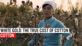 White Gold  The True Cost Of Cotton [upl. by Kowatch875]