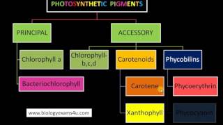 3 Major Classes of Pigments in Photosynthesis [upl. by Kloman]