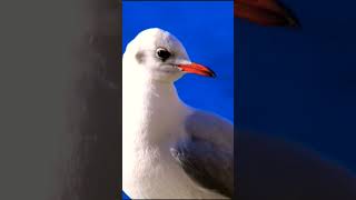 quotGULLS or colloquially seagulls are SEAGULLS Family Laridae in the suborder LARIquot [upl. by Neelon]