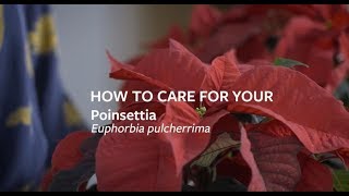 How to care for your Poinsettia  Grow at Home  Royal Horticultural Society [upl. by Yekcin]