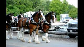 The Clydesdale Horses in Redding CA for Rodeo weekend [upl. by Ahsilad]