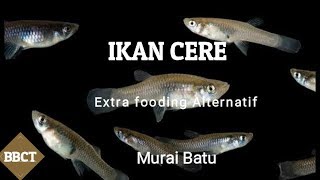 Beli ikan segar [upl. by Nnaeoj]