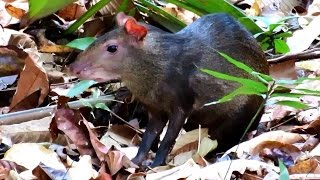 Cutia  Amazônia  Azaras Agouti  Amazon [upl. by Akina3]