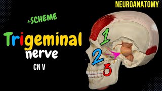 CN 5 Trigeminal Nerve EASY Scheme  Animation [upl. by Sverre992]