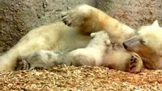 Eisbärenbabies Tierpark Hellabrunn [upl. by Anile315]