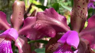 МОИ ЛЮБИМЫЕ ГИБРИДЫ КАТТЛЕЙ ВЕЧНЫЕ ВАНДЫ Encyclia Prismatocarpa Cattleya Schilleriana Hybrid [upl. by Nnylkoorb]