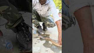 Pani pita huaa sarp viralvideos snakesaver savesnake youtubeshorts [upl. by Suidualc]