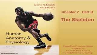 Anatomy and Physiology Chapter 7 Part B Lecture The Skelton [upl. by Seadon]