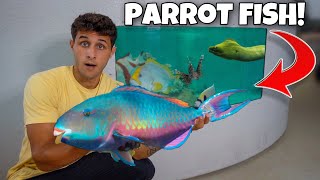 Catching EXOTIC PARROT FISH For My SALTWATER POND [upl. by Piselli]