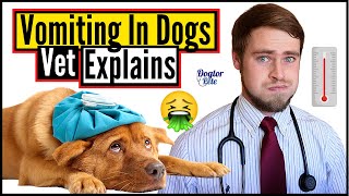 How To Care For A Dog Throwing Up  Types Of Dog Vomit And What They Mean  Veterinarian Explains [upl. by Suivatco]