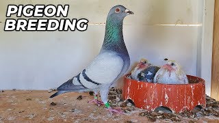 Basic PIGEON Breeding Requirments [upl. by Einotna]