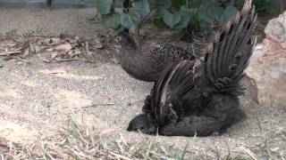 Mating time of the Malayan Peacock Pheasants [upl. by Fong]