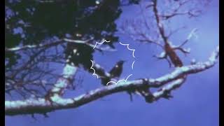 Footage of the Kauai Ō’Ō bird [upl. by Wiley]