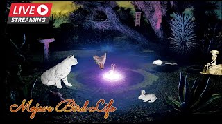 🔴 LIVE 🌵Mojave Desert Night Watering Hole🌜⛲Coyotes Bobcats Kangaroo Rats amp More ✨Ad Free✨ [upl. by Roze]