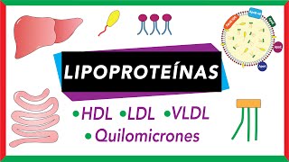 Lipoproteínas Quilomicrones VLDL LDL y HDL Transporte de lípidos [upl. by Aierbma]