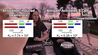 Molecular Biology Meme VDJ Recombination  Somatic Hypermutation [upl. by Naejeillib]