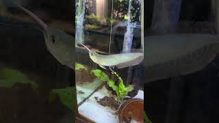 Silver arowana feeding arowana fishaquarium monsterfish aquariumfish [upl. by Leamsi]