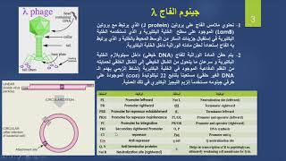 Lysogenic cycle in Lambda phage دورة الكمون في الفاج لامبدا [upl. by Imit824]