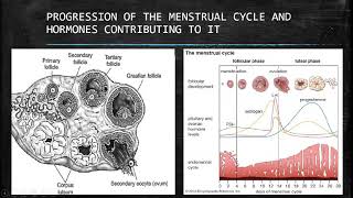 Life Sciences Menstrual Cycle Grade 12 [upl. by Nolad592]