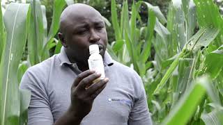 How To Control Fall Army Worm on Maize [upl. by Sabu]