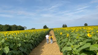 Sunflower Farm  Love Story of Helios and Clytie Greek Mythology [upl. by Nickey624]