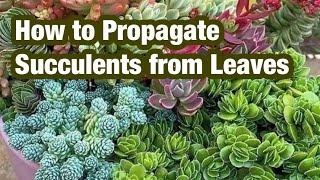 How to Propagate Succulents from Leavesgarden grafting viral shorts youtubeshorts [upl. by Ettenim]