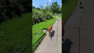 canine walkathon puppy lovekingkarterkennels Puppy Dog Walk [upl. by Gosney]