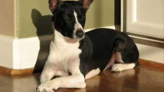 Basenji Rescue  Success Stories [upl. by Karwan]