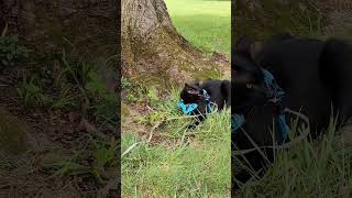 Black cat playing with a vole cat blackcat vole mouse ruffwear [upl. by Roxy65]