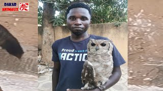 Incroyable  il vit avec un hibou pendant un an  et fait une grande découverte [upl. by Giark]