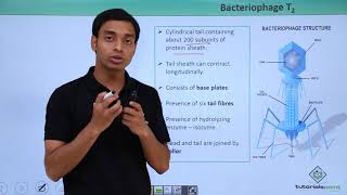 Class 11th – Virus  Bacteriophage T2  Biological Classification  Tutorials Point [upl. by Einnep]