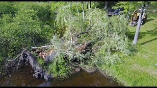 Cleaning up a Willow tree [upl. by Stargell]