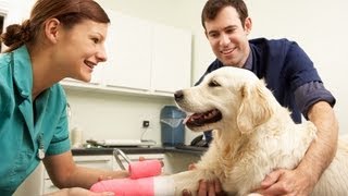 Veterinary emergency care Bringing it all together [upl. by Ajet]