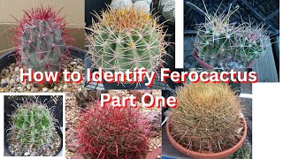 How to Identify Ferocactus Species Part One [upl. by Elyag]