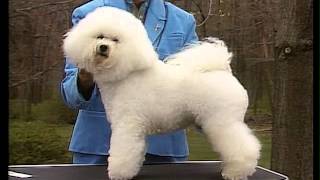 Bichon Frise  AKC Dog Breed Serie [upl. by Aleris375]