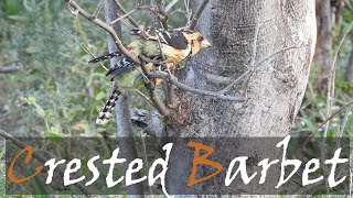 Crested Barbet Trachyphonus vaillantii Bird Call amp Video  Stories Of The Kruger [upl. by Dasi]