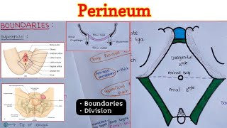 Perineum 16  Boundaries  Divisions [upl. by Akisey]