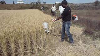 STIHL Brush cutter used as harvestor [upl. by Lerraj184]