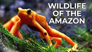 World of the Wild  Episode 1 The Amazon Rainforest  Free Documentary Nature [upl. by Holmes]