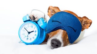 How to Make a Dog Sleep Through the Night 7 Actionable Tips [upl. by Delanie]